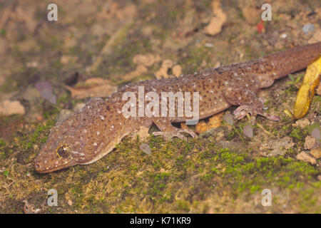 Avvistato house gecko (gekko monarchus) Foto Stock