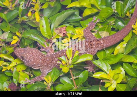 Avvistato house gecko (gekko monarchus) Foto Stock