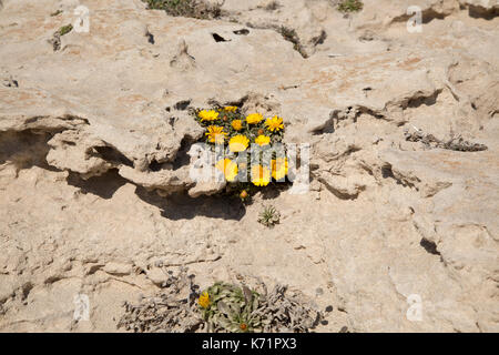 Giallo mare Aster piante in fiore, Asteriscus maritimus, Parco Naturale Cabo de Gata, Almeria, Spagna Foto Stock