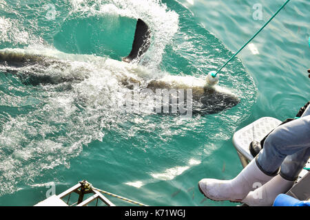 Il grande squalo bianco nuoto molto vicino alla superficie del mare dopo essere stati attirati da una gabbia barca diving da carne e guarnizione in legno decoy Gansbaai, Sud Africa Foto Stock