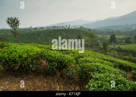 Tea estates nel distretto di Wayanad in Kerala, India, hanno sostituito dense foreste naturali. Foto Stock