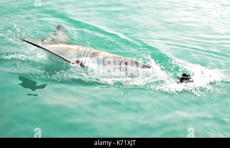 Il grande squalo bianco di violare la superficie del mare dopo essere stati attirati da una gabbia di immersioni dalla barca esche a base di carne e di guarnizione in legno decoy Gansbaai, Sud Africa Foto Stock