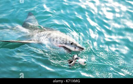 Il grande squalo bianco di violare la superficie del mare dopo essere stati attirati da una gabbia di immersioni dalla barca esche a base di carne e di guarnizione in legno decoy Gansbaai, Sud Africa Foto Stock