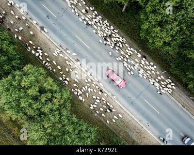 Guinan. Xiv Sep, 2017. Foto aeree prese su sept. 14, 2017 mostra una mandria di bovini e ovini in avanzamento lungo una strada durante la migrazione annuale nel periodo guinan county, a nord-ovest della Cina di Provincia di Qinghai. Credito: wu pista/xinhua/alamy live news Foto Stock