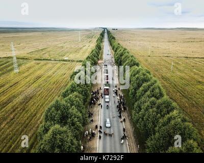 Guinan. Xiv Sep, 2017. Foto aeree prese su sept. 14, 2017 mostra una mandria di bovini e ovini in avanzamento lungo una strada durante la migrazione annuale nel periodo guinan county, a nord-ovest della Cina di Provincia di Qinghai. Credito: wu pista/xinhua/alamy live news Foto Stock