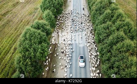 Guinan. Xiv Sep, 2017. Foto aeree prese su sept. 14, 2017 mostra una mandria di bovini e ovini in avanzamento lungo una strada durante la migrazione annuale nel periodo guinan county, a nord-ovest della Cina di Provincia di Qinghai. Credito: wu pista/xinhua/alamy live news Foto Stock