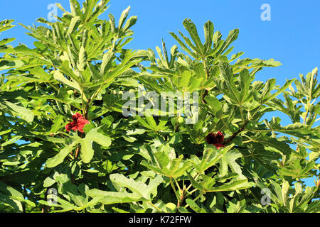 Aprire fig frutto in fig tree branch Foto Stock