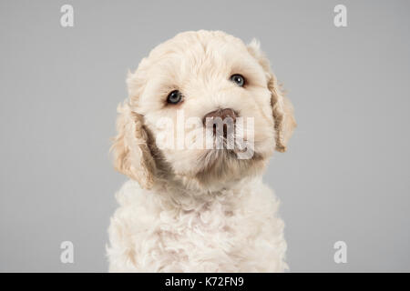 Ritratto di un cane australiano del cucciolo di labradoodle nel Regno Unito. Foto Stock