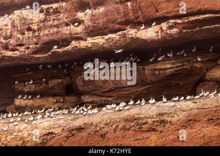 Canada, Provincia di Quebec, GaspŽsie, ële-Bonaventura-et-du-Rocher-PercŽ National Park, PercŽ, Northern Gannet colonia (Morus bassanus) sul lato della scogliera sulla Bonaventure island Foto Stock