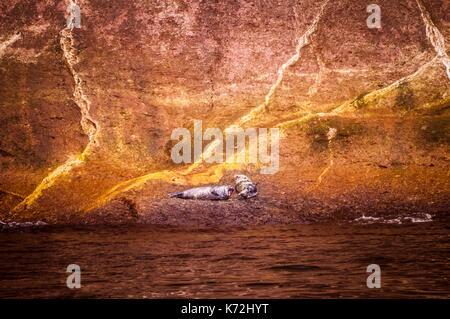 Canada, Provincia di Quebec, GaspŽsie, ële-Bonaventura-et-du-Rocher-PercŽ National Park, PercŽ, una coppia di guarnizioni di tenuta grigio (Halichoerus grypus) sul lato scogliera sulla Bonaventure island Foto Stock