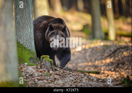 Orso bruno in foresta Foto Stock