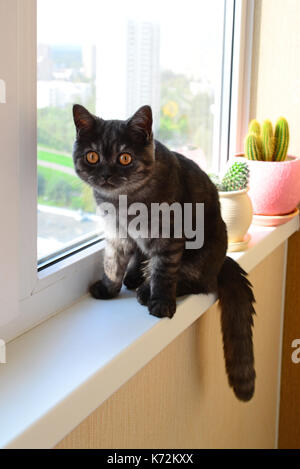 Cinque-mese-vecchio gattino si siede sul davanzale Foto Stock