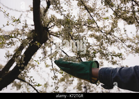 Mano Womans esaminando un albero in un giorno di sole Foto Stock