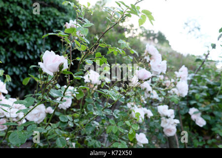 Nuova Aurora bianco rosaceo rosa rampicante con sfumatura di colore rosa in fiore cresce su una recinzione in estate Carmarthenshire, Wales UK KATHY DEWITT Foto Stock