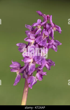 Testa di fiore di orchidea viola presto Foto Stock