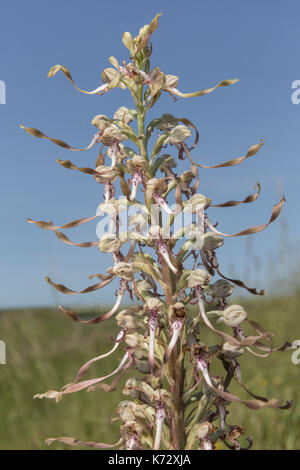 Himantoglossum hircinum Foto Stock