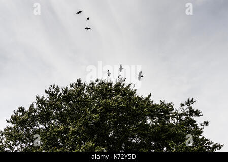 Rooks (Corvus frugilegus) sono ' appollaiati Foto Stock