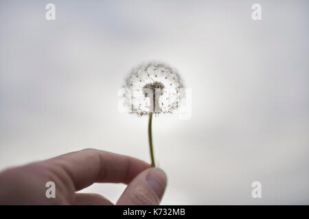 Mano che tiene un tarassaco contro un cielo chiaro. Foto Stock