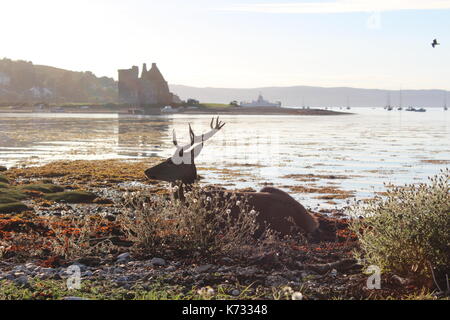 Un cervo si siede in heather sulla riva di fronte lochranza castle, sull'isola di Arran, SCOZIA
