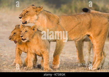 Madre lion (Panthera leo) con i cuccioli, il Masai Mara, Kenya Foto Stock