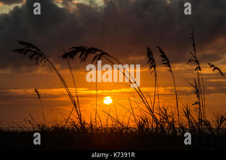 Il sunrise proviene oltre la spiaggia dell'isola di palme, Carolina del Sud incorniciato dal mare di avena sulla spiaggia. Foto Stock