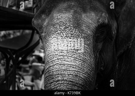 Close-up di elefante, chiuso occhio, la texture della pelle, Black & White, Cambogia Foto Stock