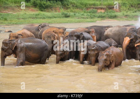 Wild elefanti asiatici, Sri lanka Foto Stock