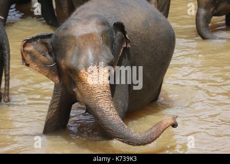 Wild elefanti asiatici, Sri lanka Foto Stock