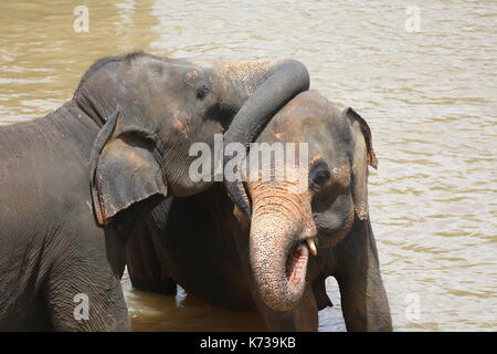 Wild elefanti asiatici, Sri lanka Foto Stock