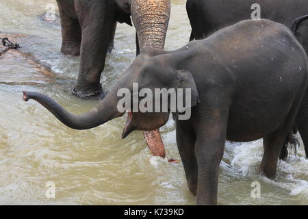 Wild Elefanti asiatici, Sri Lanka Foto Stock