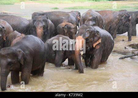 Wild elefanti asiatici, Sri lanka Foto Stock