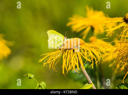 Heartleaf oxeye con petali gialli, telekia speciosa e farfalla verde Foto Stock