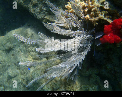 Gorgonia visualizza sotto il mare di Indonesia Foto Stock