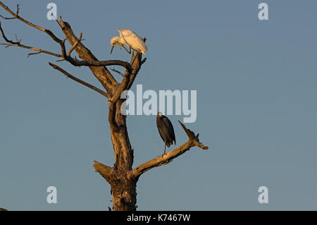 Airone bianco maggiore e un po' di airone cenerino appollaiato su un albero morto nel Golden Sun al crepuscolo. Foto Stock