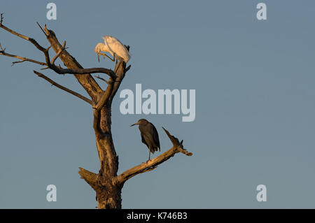 Airone bianco maggiore e un po' di airone cenerino appollaiato su un albero morto nel Golden Sun al crepuscolo. Foto Stock