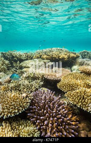 Filippine, Palawan Taytay Bay, Isla Blanca, Coral reef Foto Stock