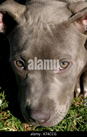 L'american pit bull cucciolo Foto Stock