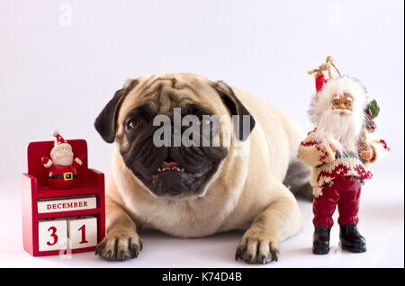 Triste pug giacenti su uno sfondo bianco con il nuovo anno il calendario sul dicembre 31 e babbo natale Foto Stock