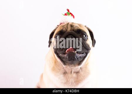 Cane pug con il cappello di Natale sulla terra bianca. isolato Foto Stock