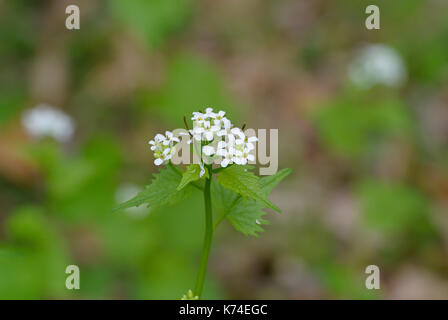 Close up invasiva di senape selvatica (alliaria petiolata) che fiorisce in primavera Foto Stock