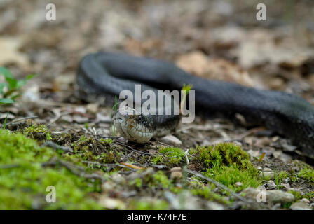 CLOSE UP colpo alla testa di un nero orientale RATSNAKE (PANTHEROPHIS ALLEGHANIENSIS / ELAPHE OBSOLETA OBSOLETA) appoggiato sul pavimento di bosco, JUNIATA PA Foto Stock