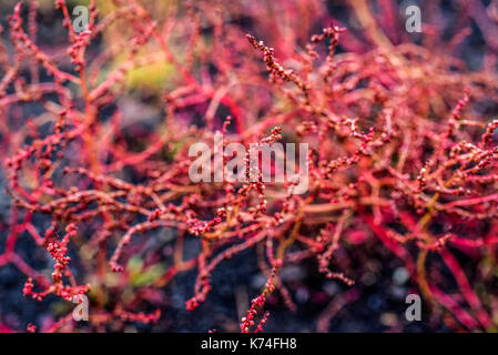 Vegetazione autunnale, fiore rosso che cresce su lava in Islanda Foto Stock