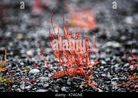 Vegetazione autunnale, fiore rosso che cresce su lava in Islanda Foto Stock