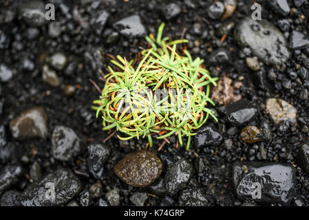 Autunno vegetazione che cresce sulla lava in Islanda Foto Stock