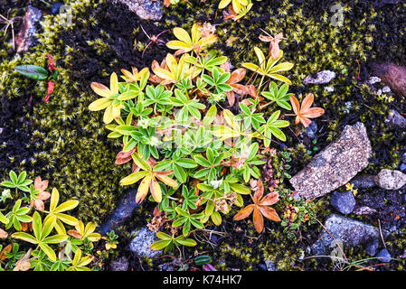 Autunno vegetazione che cresce sulla lava in Islanda Foto Stock