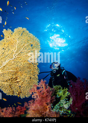 Ragazza scuba diver guardando una gorgonia ventilatore di mare Foto Stock