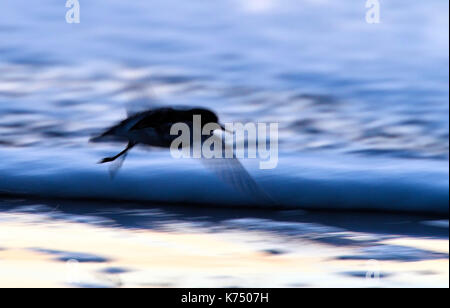 Flying sanderling (Calidris alba) in controluce in spiaggia, astratta, luce della sera, texel, North Holland, Paesi Bassi Foto Stock