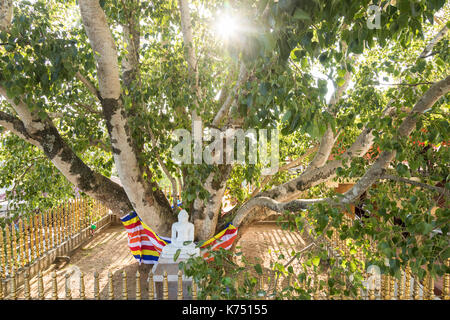 Statua del Buddha sotto un santo bodhi tree, Kandy, Sri Lanka Foto Stock