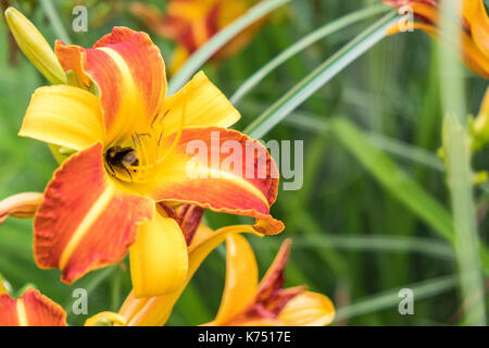 Rosso , giallo ed arancione bonanza fiori presso l' Università di Nottingham Foto Stock