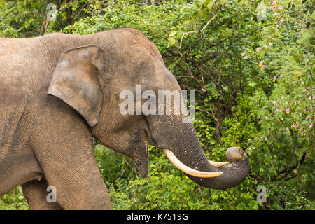 Elefanti selvatici nel parco nazionale Yala elephant mangiare le foglie di un arbusto, Sri Lanka Foto Stock
